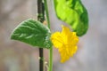 Hanging cucumbers grown in house on the balcony on a sunny summer day. Royalty Free Stock Photo