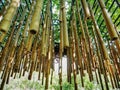 Hanging Decorative Bamboo Sticks