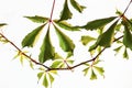 Decorative woodbine liane with leaves.