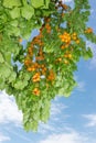 Hanging down apricot branches with ripe fruits in orchard