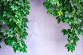 Hanging down ivy shoots on the brick wall background Royalty Free Stock Photo