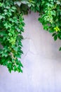 Hanging down ivy shoots on the brick wall background Royalty Free Stock Photo