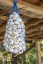 Hanging dried garlic in nylon net bag