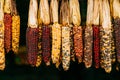 Hanging Dried Indian corn at Local Farmer`s Market Pumpkin Patch Royalty Free Stock Photo