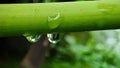 Hanging droplets unger the papaya tree branch