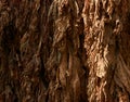 Hanging dry leaves background, close-up. Drying tobacco Royalty Free Stock Photo