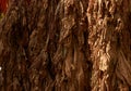 Hanging dry leaves background, close-up. Drying tobacco Royalty Free Stock Photo