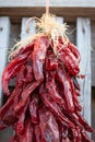 Hanging Dry Red Chili Peppers with gray background in New Mexico USA Royalty Free Stock Photo