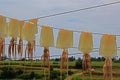 Hanging drying squid