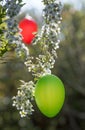 Hanging easter egg on blooming, spiraea bush