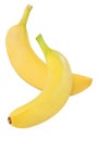 Hanging, falling, soaring, flying banana fruits isolated on w