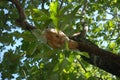 Hanging fern in Australian rain forest Royalty Free Stock Photo