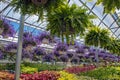 Hanging ferns and flower baskets in greenhouse