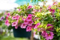 Hanging flower basket