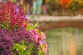 Hanging flower basket with Petunia flowers on the street Royalty Free Stock Photo