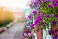 Hanging flower basket with Petunia flowers. Vertical flowerbeds in the city. Flowers on the street. Urban decor. Summer in the Royalty Free Stock Photo