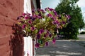 Hanging flower basket with Petunia flowers. Vertical flowerbeds in the city. Flowers on the street. Urban decor. Summer in the Royalty Free Stock Photo