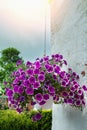 Hanging flower basket with Petunia flowers. Vertical flowerbeds in the city. Flowers on the street. Urban decor. Summer in the Royalty Free Stock Photo