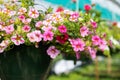 Hanging flower basket