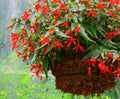 Hanging Flower Basket Royalty Free Stock Photo