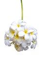 Hanging flower bunch of white Frangipani or Plumeria Plumeria alba tropical flower on white background with clipping path