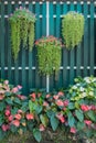 Hanging flower pot and flamingo flower spadix shrubs with wooden green fence background. Beautiful bright green and red color tone
