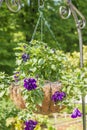 Hanging flower pot in the garden Royalty Free Stock Photo