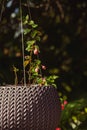 A hanging flower pot hangs on a tree in the summer garden. Natural background Royalty Free Stock Photo