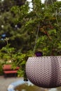 A hanging flower pot hangs on a tree in the summer garden. Natural background Royalty Free Stock Photo