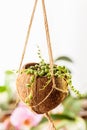 Hanging flower pot made of the coconut shell Royalty Free Stock Photo