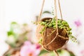 Hanging flower pot made of the coconut shell Royalty Free Stock Photo