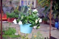 Hanging flower pot in urban garden Royalty Free Stock Photo