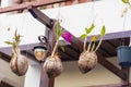 Hanging flower pots from coconuts in Louangphabang, Laos. Close-up. Royalty Free Stock Photo