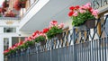 Hanging Flower Pots Royalty Free Stock Photo