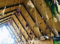 a hanging flower at the roof of glass house