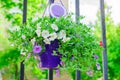 Hanging flowerbed with white and purple petunia fkowers in purple ceramic pot Royalty Free Stock Photo