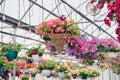Hanging flowering baskets in greenhouse