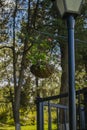 Hanging flowerpot with beautiful flower on lamp post with trees background Royalty Free Stock Photo