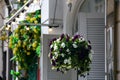 hanging flowerpot with a blooming petunia on the facade of a building.