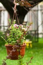 Hanging flowerpot with bright pink petunias.