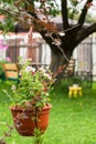 Hanging flowerpot with bright pink petunias.