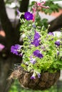 Hanging flowerpot with bright violet petunias.