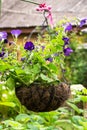 Hanging flowerpot with bright violet petunias.