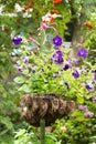 Hanging flowerpot with bright violet petunias.