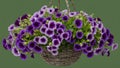 Hanging flowers basket with colorful petunias, transparent background available Royalty Free Stock Photo