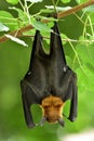 Hanging flying fox, Lyle`s or fruit bat roosting