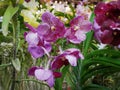 Hanging Fresh Purple White Orchids and Green Leaves Royalty Free Stock Photo