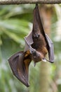 Hanging Fruit Bat Royalty Free Stock Photo