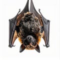 Hanging Fruit Bat with Open Wings on Clean White Background Studio Shot Royalty Free Stock Photo