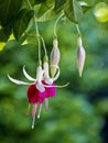 Hanging fuchsia with bokeh, green background